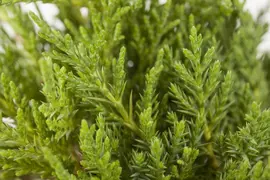 Juniperus (Juniperus) - afbeelding 3