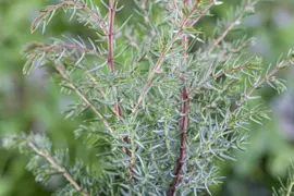 Juniperus (Juniperus) - afbeelding 5