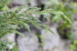 Juniperus (Juniperus) - afbeelding 7