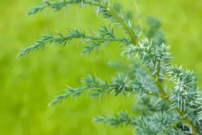 Juniperus (Juniperus) - afbeelding 11