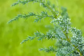 Juniperus (Juniperus) - afbeelding 11