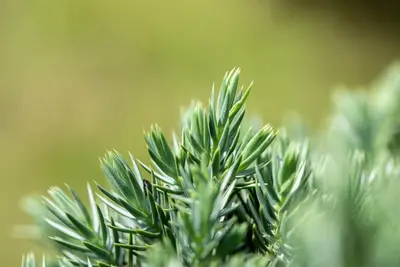 Juniperus (Juniperus) - afbeelding 14