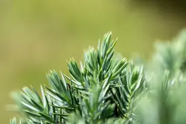 Juniperus (Juniperus) - afbeelding 14