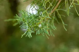Juniperus (Juniperus) - afbeelding 16