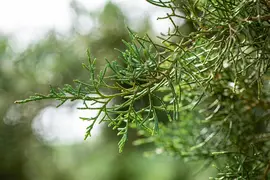 Juniperus (Juniperus) - afbeelding 17