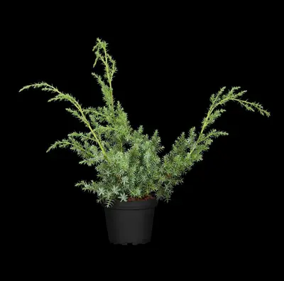 Juniperus (Juniperus) - afbeelding 13