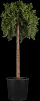 Juniperus, Stamm (Juniperus) - afbeelding 2