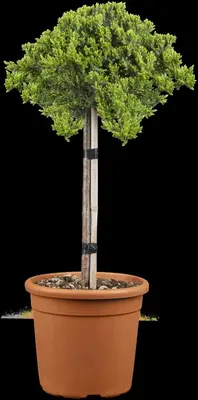 Juniperus, Stamm (Juniperus) - afbeelding 4