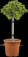 Juniperus, Stamm (Juniperus) - afbeelding 4
