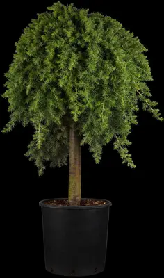 Juniperus, Stamm (Juniperus) - afbeelding 3