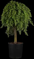 Juniperus, Stamm (Juniperus) - afbeelding 3