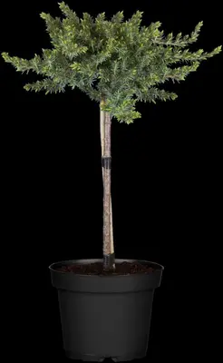 Juniperus, Stamm (Juniperus) - afbeelding 5