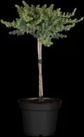 Juniperus, Stamm (Juniperus) - afbeelding 5