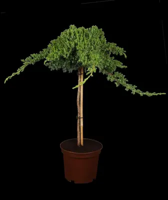 Juniperus, Stamm (Juniperus) - afbeelding 1