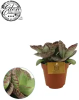 Kalanchoe humilis 'Surprising Desert' 30cm - afbeelding 1