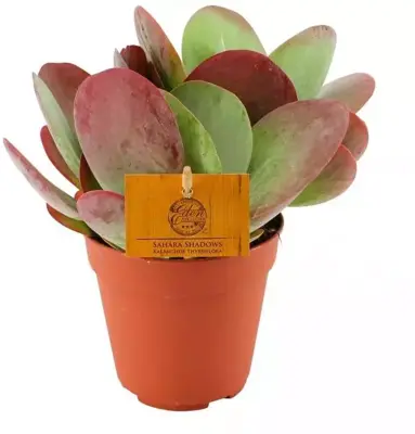 Kalanchoe thyrsiflora (Woestijnroos) 20cm - afbeelding 1