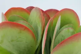 Kalanchoe thyrsiflora (Woestijnroos) 20cm - afbeelding 2