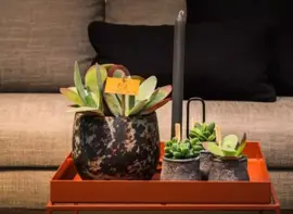 Kalanchoe thyrsiflora (Woestijnroos) 20cm - afbeelding 3