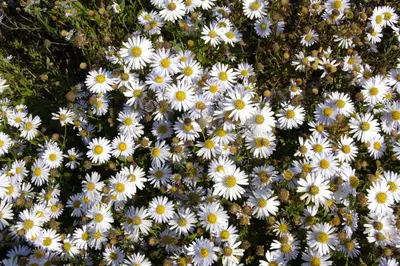 Kalimeris Madiva (Zomeraster) - afbeelding 5