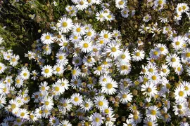 Kalimeris Madiva (Zomeraster) - afbeelding 5
