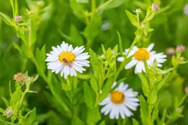 Kalimeris Madiva (Zomeraster) - afbeelding 7
