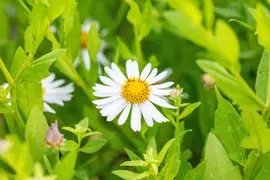 Kalimeris Madiva (Zomeraster) - afbeelding 8