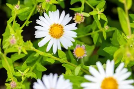 Kalimeris Madiva (Zomeraster) - afbeelding 10