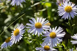 Kalimeris Madiva (Zomeraster) - afbeelding 11