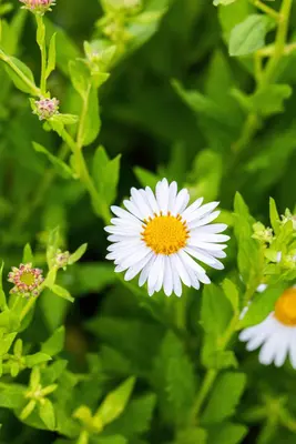 Kalimeris Madiva (Zomeraster) - afbeelding 6