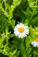 Kalimeris Madiva (Zomeraster) - afbeelding 6