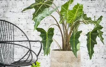 Kamerplanten