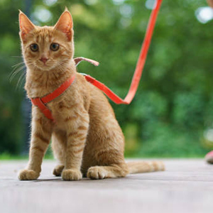 Riemen, Tuigjes & Halsbanden