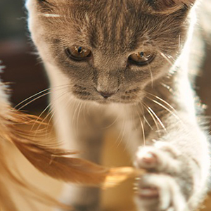 Speeltjes & Training