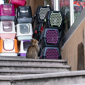 Kattenbakken & toebehoren