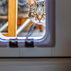 Kattenluiken & Omheining