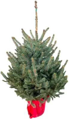 Kerstboom Blauwspar in pot gedrukt 125/150cm - afbeelding 1