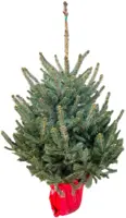 Kerstboom Blauwspar in pot gedrukt 125/150cm - afbeelding 1