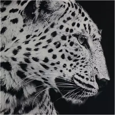 Kersten wanddoek velours luipaard 132x138cm zwart - afbeelding 3