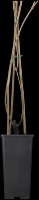 () klimplant 0cm - afbeelding 2