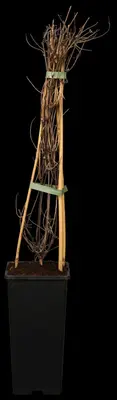 () klimplant 0cm - afbeelding 1