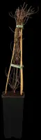 () klimplant 0cm - afbeelding 1