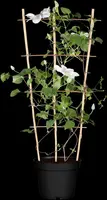 () klimplant 0cm - afbeelding 5