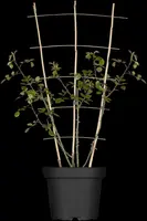 () klimplant 0cm - afbeelding 1
