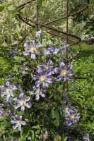 () klimplant 0cm - afbeelding 19