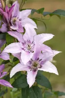 () klimplant 0cm - afbeelding 14