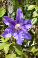 () klimplant 0cm - afbeelding 7