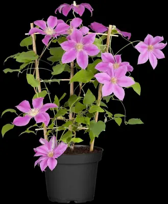 () klimplant 0cm - afbeelding 6