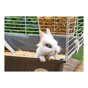 Knaagdieren & Konijnen