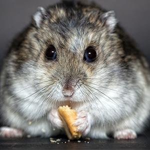 Snacks