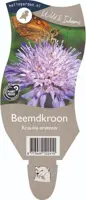 Knautia arvensis (Beemdkroon) kopen?